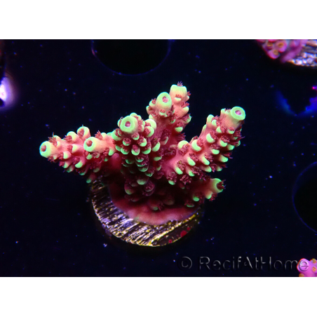 WYSIWYG Acropora Dragon Breath