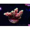 WYSIWYG Acropora Drachenatem