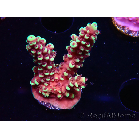 WYSIWYG Acropora Dragon Breath