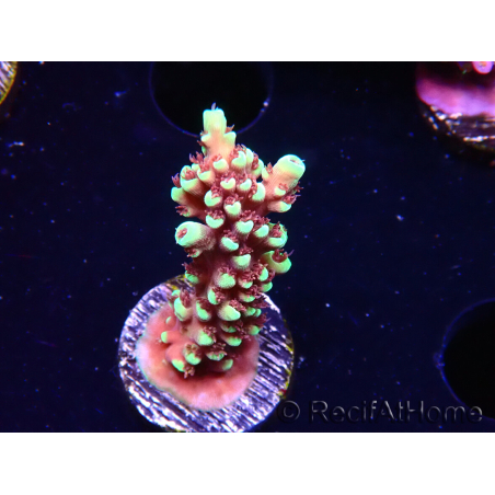 WYSIWYG Acropora Dragon Breath