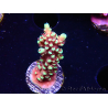 WYSIWYG Acropora Dragon Breath