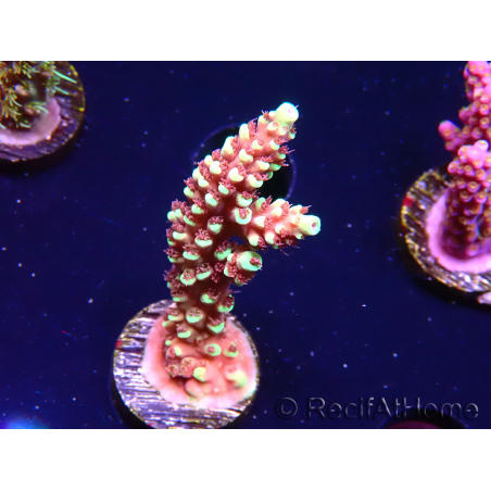 WYSIWYG Acropora Dragon Breath