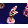 WYSIWYG Acropora Dragon Breath