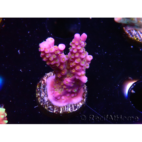 WYSIWYG RAH Acropora donei Merlin's Staff