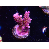 WYSIWYG WC Acropora donei Merlin's Staff 5S1