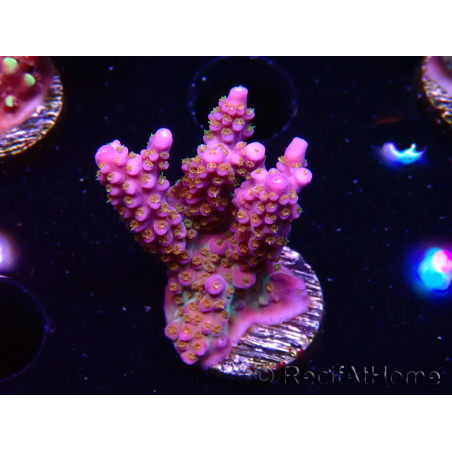 WYSIWYG RAH Acropora donei Merlin's Staff