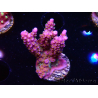 WYSIWYG RAH Acropora donei Merlin's Staff