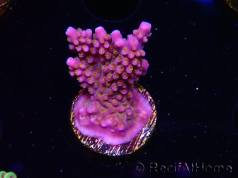 WYSIWYG RAH Acropora donei Merlin's Staff