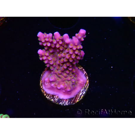 WYSIWYG RAH Acropora donei Merlin's Staff