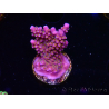 WYSIWYG RAH Acropora donei Merlin's Staff