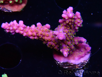 WYSIWYG RAH Acropora donei Bastón de Merlín