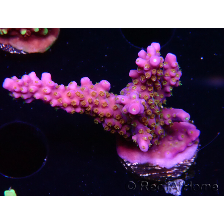 WYSIWYG RAH Acropora donei Merlin's Staff