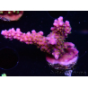 WYSIWYG RAH Acropora donei Bastone di Merlino