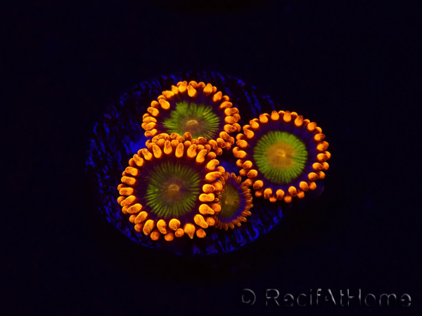 WYSIWYG - Zoanthus Orange Mandarin