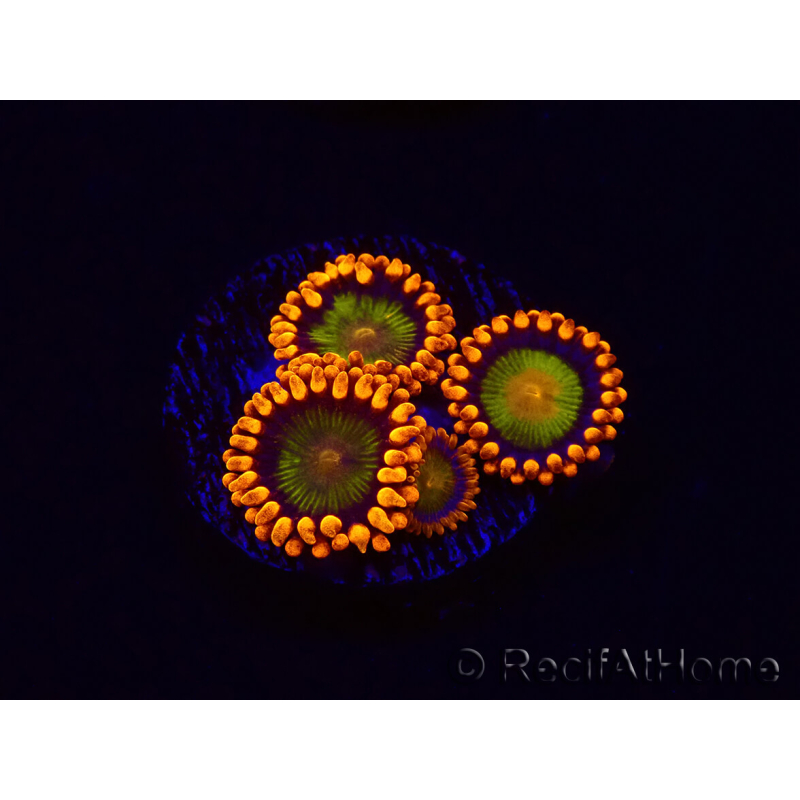 WYSIWYG - Zoanthus Orange Mandarin