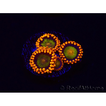 WYSIWYG - Zoanthus Orange Mandarin