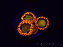 WYSIWYG - Zoanthus Orange Mandarin