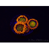 WYSIWYG - Zoanthus Orange Mandarin 30C5