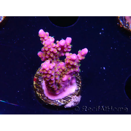 WYSIWYG RAH Acropora donei Merlin's Staff