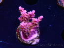 WYSIWYG RAH Acropora donei Merlin's Staff