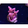 WYSIWYG RAH Acropora donei Merlin's Staff