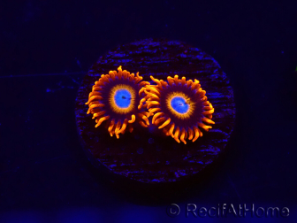 WYSIWYG - Zoanthus Tequila Sunrise 30C8