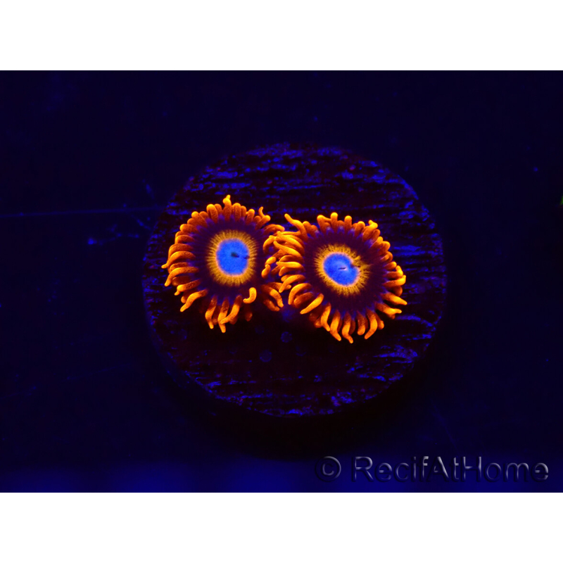 WYSIWYG - Zoanthus Tequila Sunrise 30C8