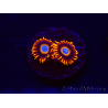 WYSIWYG - Zoanthus Tequila Sunrise 30C8