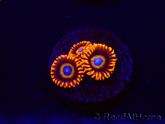 WYSIWYG - Zoanthus Tequila Sunrise 30C9