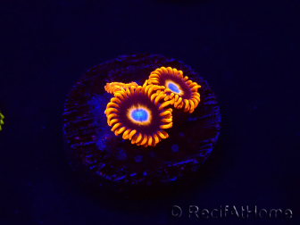 WYSIWYG - Zoanthus Tequila Sunrise 30C10