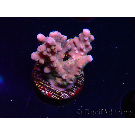 WYSIWYG RAH Acropora donei Hot Shot