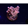 WYSIWYG RAH Acropora donei Hot Shot