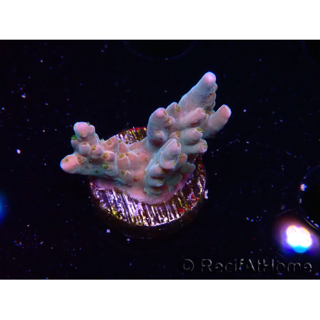 WYSIWYG RAH Acropora donei Hot Shot
