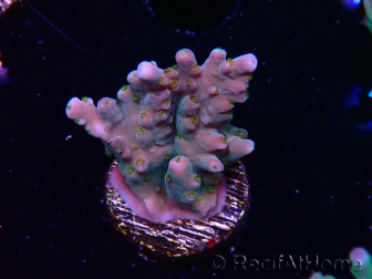 WYSIWYG RAH Acropora donei Hot Shot