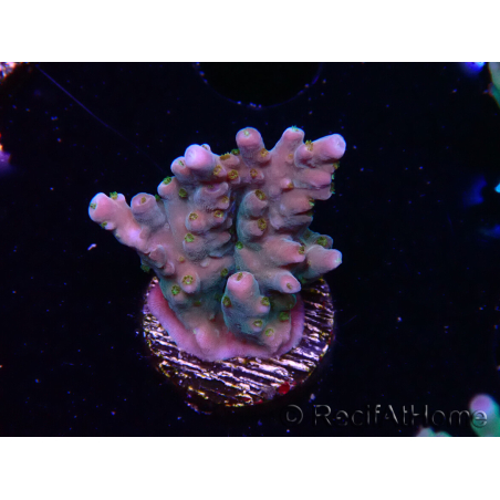 WYSIWYG RAH Acropora donei Hot Shot