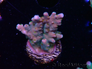 WYSIWYG RAH Acropora donei Hot Shot