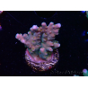WYSIWYG RAH Acropora donei Hot Shot