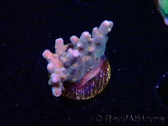 WYSIWYG RAH Acropora donei Hot Shot 5S10
