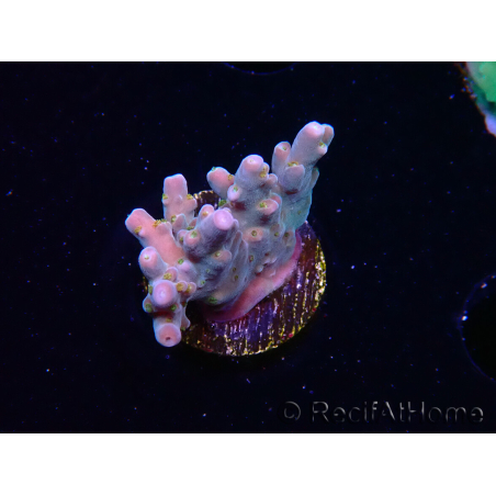 WYSIWYG RAH Acropora donei Hot Shot