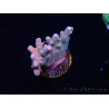 WYSIWYG RAH Acropora donei Hot Shot