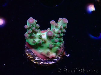 WYSIWYG ORA Acropora Pearlberry