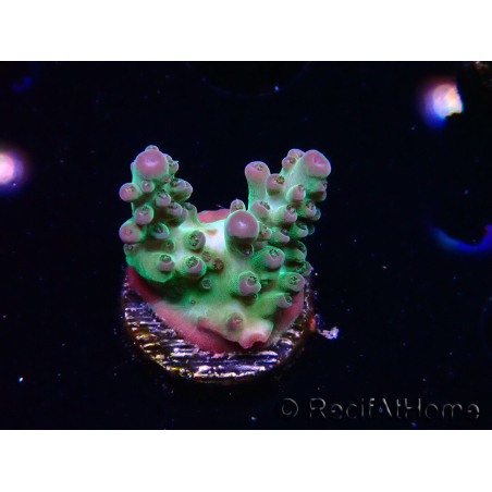 WYSIWYG ORA Acropora Pearlberry