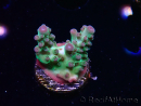 WYSIWYG ORA Acropora Pearlberry