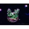 WYSIWYG ORA Acropora Pearlberry
