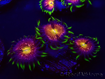 WYSIWYG - WWC Nirvana Palythoa 30D3