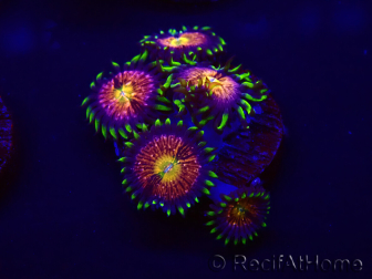 WYSIWYG - WWC Nirvana Palythoa 30D5