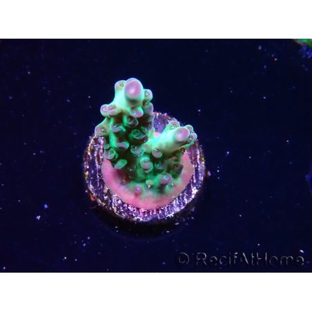 WYSIWYG ORA Acropora Pearlberry