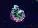 WYSIWYG ORA Acropora Pearlberry