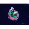 WYSIWYG ORA Acropora Pearlberry