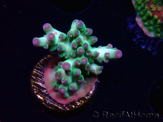 WYSIWYG ORA Acropora Pearlberry 5T3